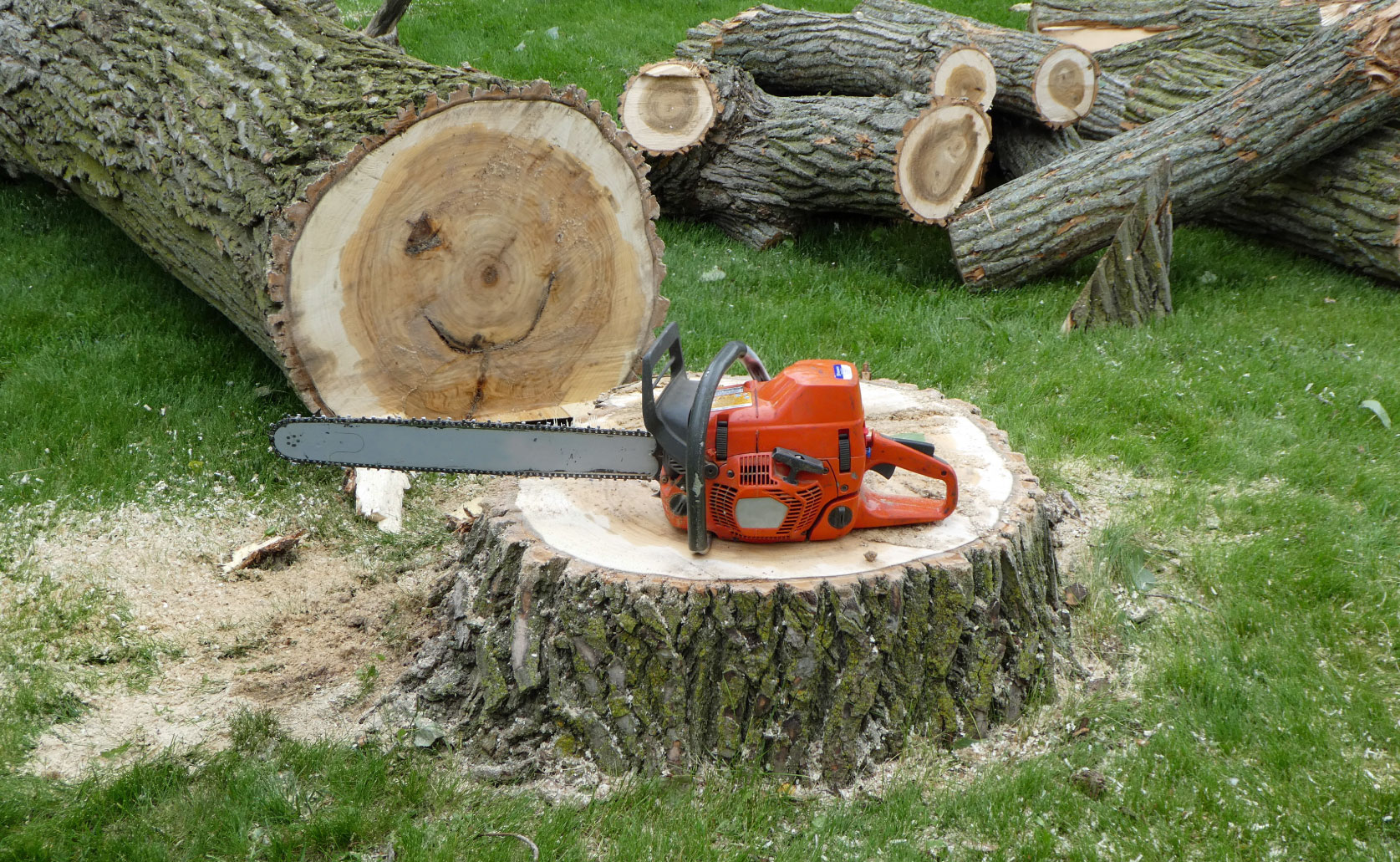 What Are The Average Tree Felling Prices In Johannesburg